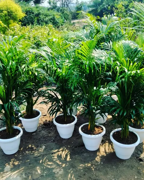 These Areca palms are potted and ready to go. Known for being one of the best air-purifying houseplants, they are a popular choice for living rooms and offices to improve air quality naturally.