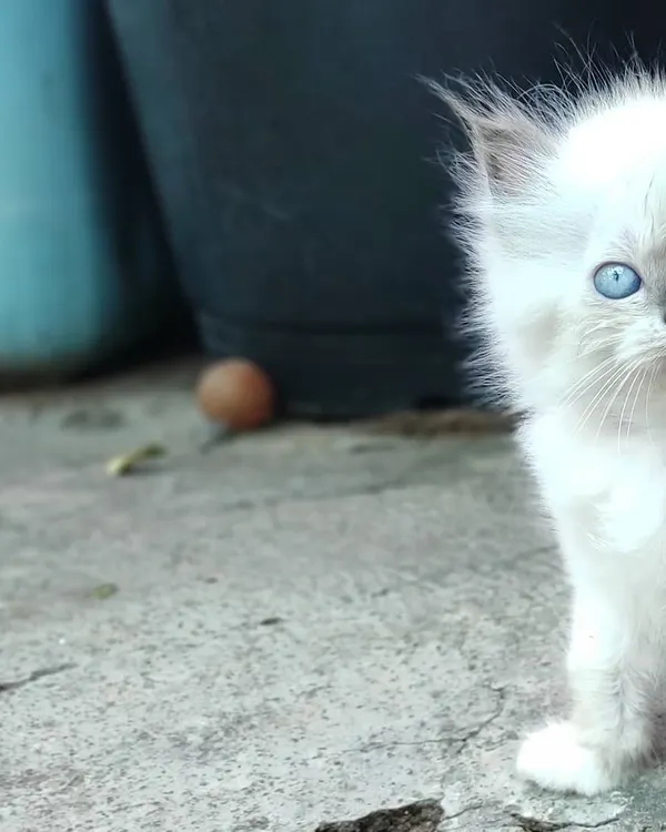 This is what it's all about. We absolutely adore raising tiny, curious kittens like this little one. This solid white, blue-eyed Persian kitten is a perfect example of the beautiful, healthy cats we breed with so much care.