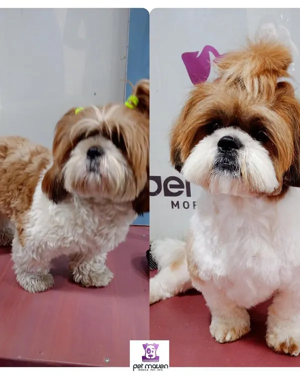 This Shih Tzu's makeover is a perfect example of our grooming expertise. We transformed an overgrown coat into a neat, tidy, and adorable haircut that's easy for the pet parent to maintain.