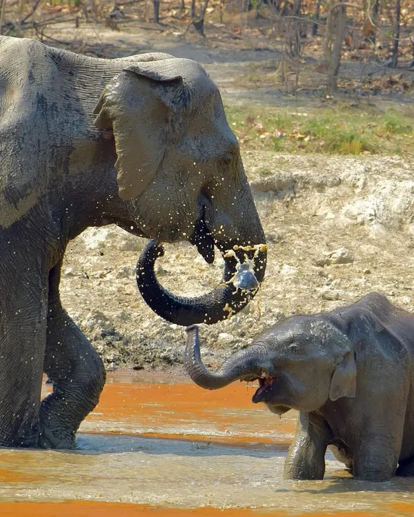 A mother elephant and her calf share a playful moment in the muddy waters of Jim Corbett. Capturing these unscripted displays of affection in the wild is what my wildlife photography is all about.