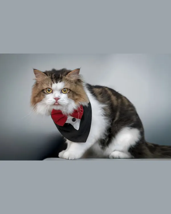 This dapper cat in his tuxedo bib and bow tie is the very definition of a gentleman. Styled shoots are a fun way to let your cat's sophisticated or silly personality shine.
