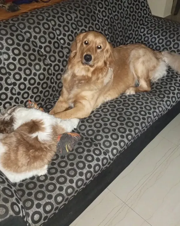 Our own dog, Tara the Golden Retriever, sharing her favorite spot on the sofa. At our home, the furniture is for everyone, furry or not.