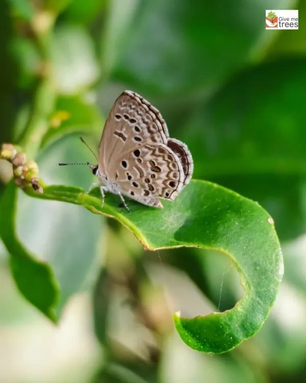 A beautiful Lesser Grass Blue butterfly rests on a leaf at our Jaunapur City Forest. The presence of such delicate insects is a clear indicator of a healthy, chemical-free environment where pollinators can thrive.