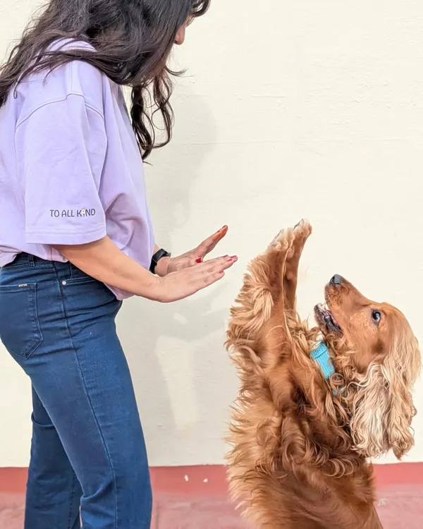 A perfect high five! Training should be fun and about building a positive connection with your dog. This moment captures the joy of successful communication and teamwork.