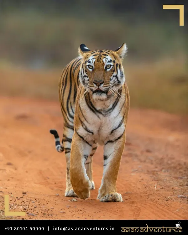 A majestic Bengal Tiger confidently patrols its territory on a jungle path in one of India's premier reserves. We design our expert-led safaris in parks like Ranthambore to maximize your chances for such powerful, up-close encounters with these magnificent big cats.