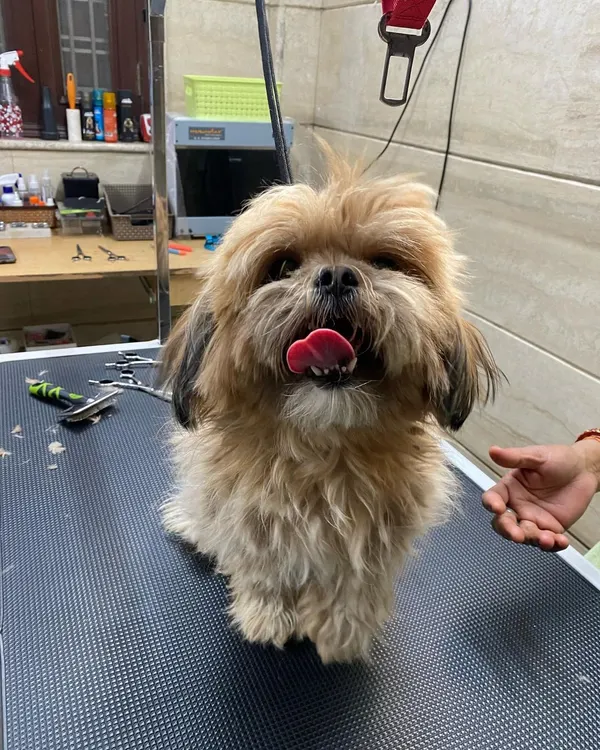 This is Bebo the Shih Tzu before her grooming session. While she looks cute, her coat was tangled and starting to form uncomfortable mats.