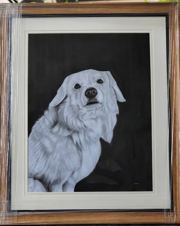 A finished A1 size portrait of a beautiful white dog, framed and ready for its home. The dark charcoal background makes the subject pop. This piece took over 20 hours.