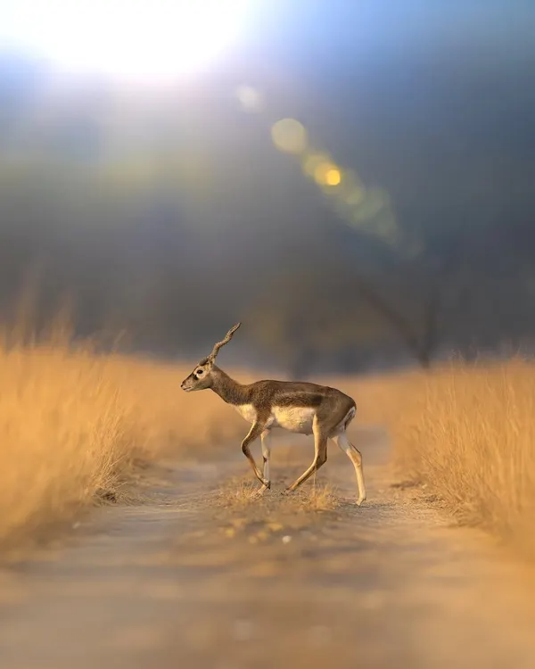 A male blackbuck crossing a dirt path in the golden light. The lens flare from the sun adds a magical, cinematic quality to the scene. This image is the start of a short story I wrote, "The Last Dance of the Blackbuck."
