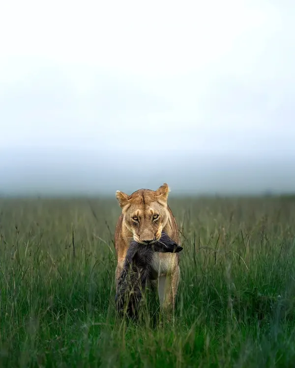 A lioness returns to her cubs with a warthog kill, a raw look at the circle of life in the Masai Mara.