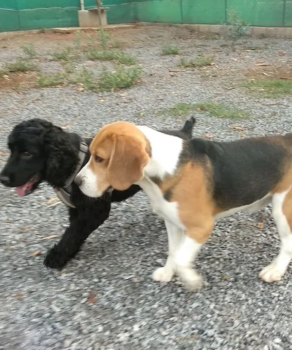 A Beagle and a black Poodle mix greet each other in the park. We love seeing new friendships blossom during our group socialization sessions.
