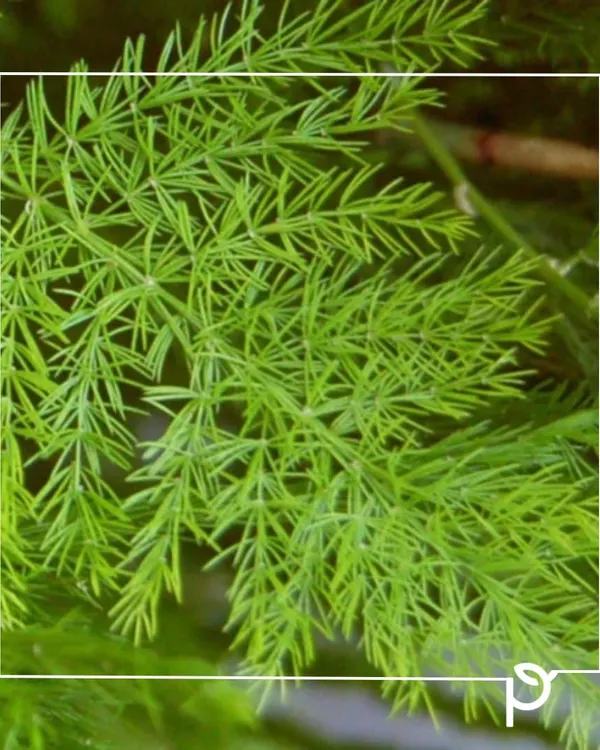 This is the delicate, pine-like foliage of Shatavari (Asparagus racemosus), a native Indian plant known as the 'Queen of Herbs' in Ayurveda. We use it in landscapes for its beautiful texture and profound medicinal value.