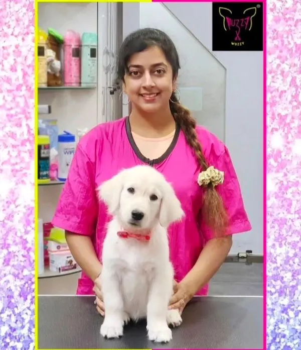 This little Golden Retriever puppy is having his first introduction to the grooming table. I keep these sessions short and sweet to make sure he feels secure and happy.
