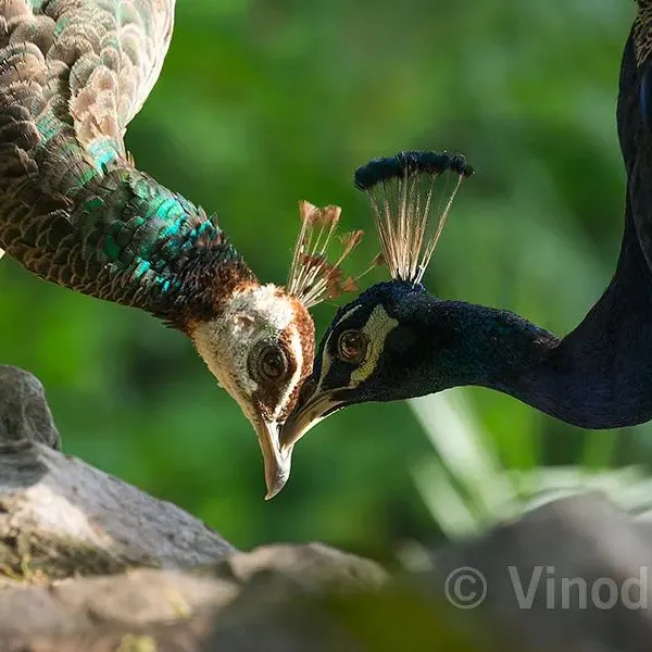 A peahen and peacock share a gentle moment, a silent expression of their bond. It is in these quiet interactions that you see the true nature of their partnership. These are the feelings from the heart that I try to capture.
