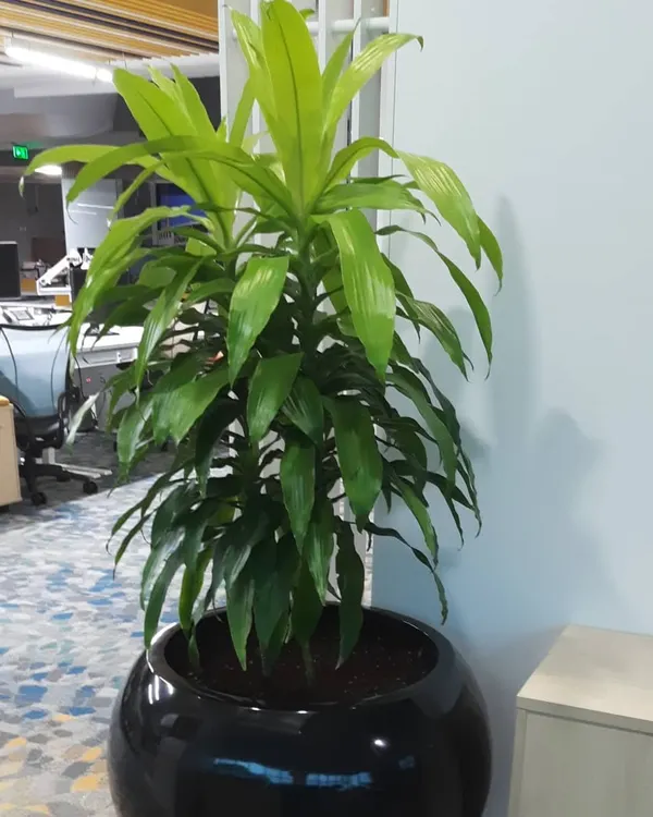 A large, lush Dracaena Massangeana (Corn Plant) in a glossy black spherical planter. This tall plant is perfect for adding a dramatic vertical element to a living room or office.