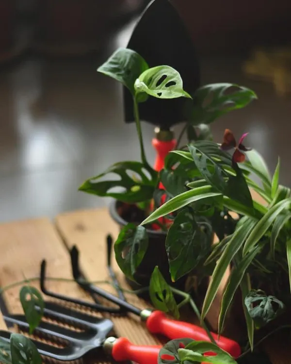 Our gardening tools are designed to be your trusted companions for any planting project. Here, the trowel and fork are pictured alongside healthy houseplants, ready to help you tend to your indoor or outdoor garden.