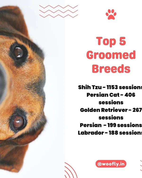 My 2024 Year in Review. I'm so proud to have groomed so many wonderful pets, with Shih Tzus and Persian Cats being the most frequent visitors. A big thank you to my loyal clients and my top groomer.