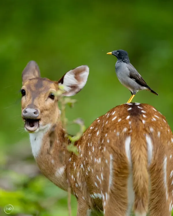 This is a perfect example of a symbiotic relationship. A Jungle Myna hitches a ride on a Spotted Deer in Nagarahole, feeding on parasites in a partnership that benefits both animals.