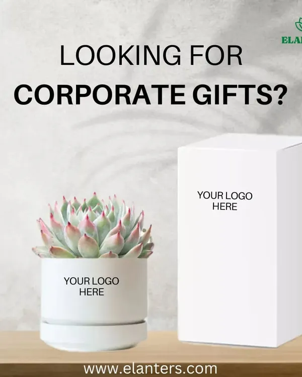 Looking for unique corporate gifts? I offer customized plant gifts with your company logo on the pot and packaging. It's a memorable and sustainable gift for clients and employees.