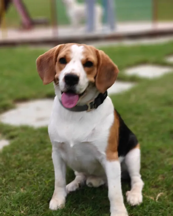 A picture perfect Beagle sitting attentively on our lush green lawn. This pup is the picture of health and happiness during its stay at our pet boarding facility.