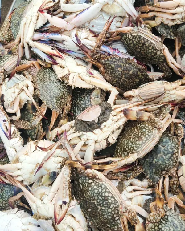 Quality starts with the ingredients. This is a look at the fresh crabs I source for my dishes, ensuring every bite of my Chilli Garlic Crabs is as fresh as it gets.
