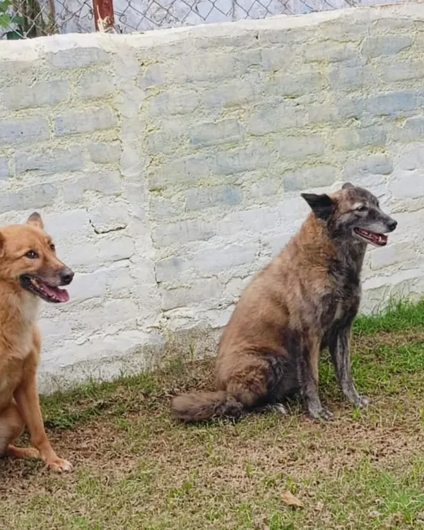 A truly happy ending. We were overjoyed to welcome Grey back after she was lost for 104 days. Here she is, reunited with her partner, Woof.