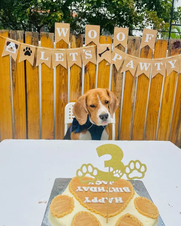 Patiently waiting for the main event. This little birthday boy is all set for his cake cutting ceremony, complete with a custom cake and a "Lets Pawty" banner to set the mood.