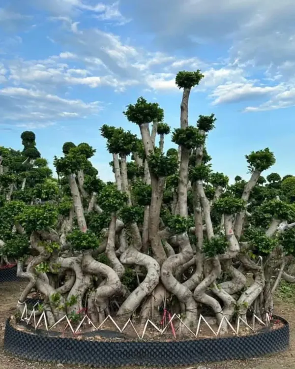 A massive, one-of-a-kind Ficus bonsai with multiple twisting trunks and carefully shaped foliage pads. This is a museum-quality living sculpture.