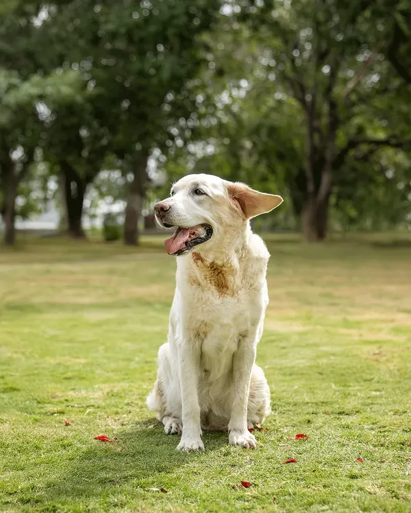 A beautiful, soulful portrait of Ice, a senior dog battling cancer. This outdoor session was about honoring her gentle spirit and the years of love she has given her family.