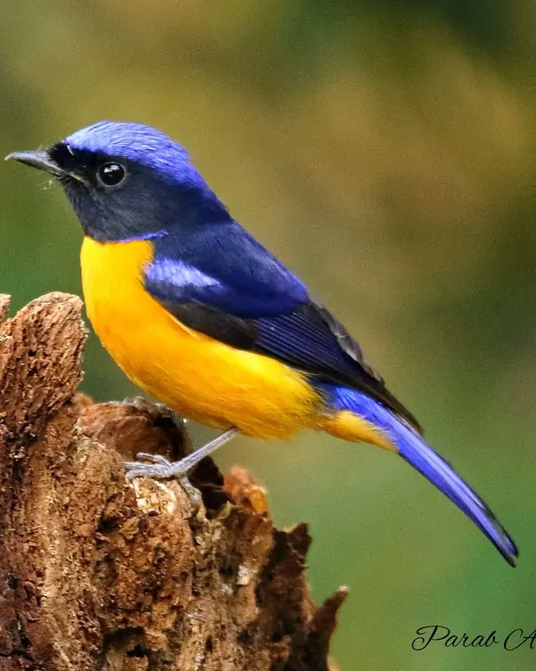 The Rufous-bellied Niltava, a jewel of the Himalayas, displays its stunning contrast of deep blue and fiery orange. This bird is a living masterpiece, and this print captures its exotic beauty in incredible detail.
