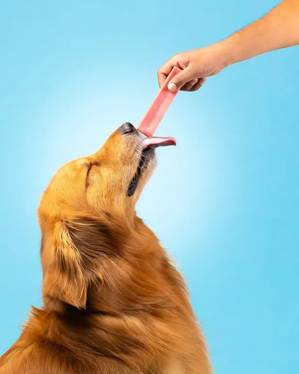 Capturing the pure joy of a treat. This action shot uses a vibrant blue background to make the golden retriever and the product stand out. My focus is on capturing genuine emotion, like this moment of pure delight, to create pet product photos that connect with customers.