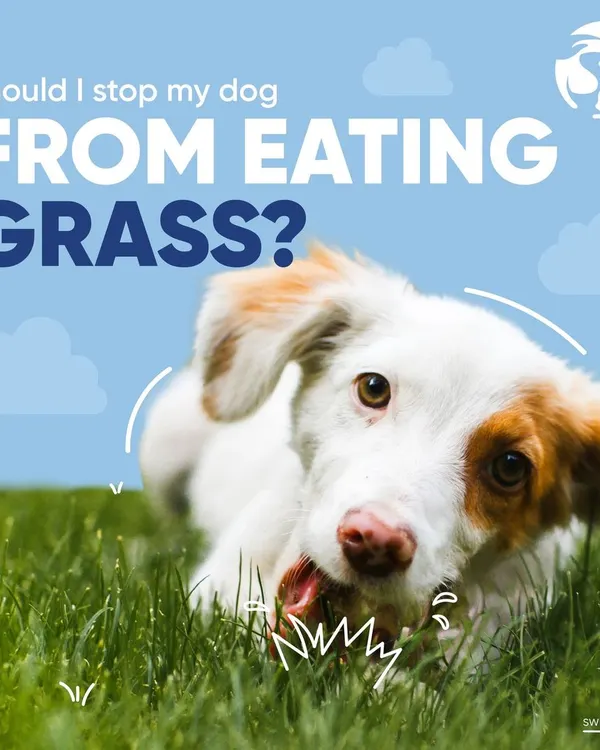 Many dog owners ask me if they should stop their dog from eating grass. This post opens the discussion on a very common canine behavior and when it might be a cause for concern.