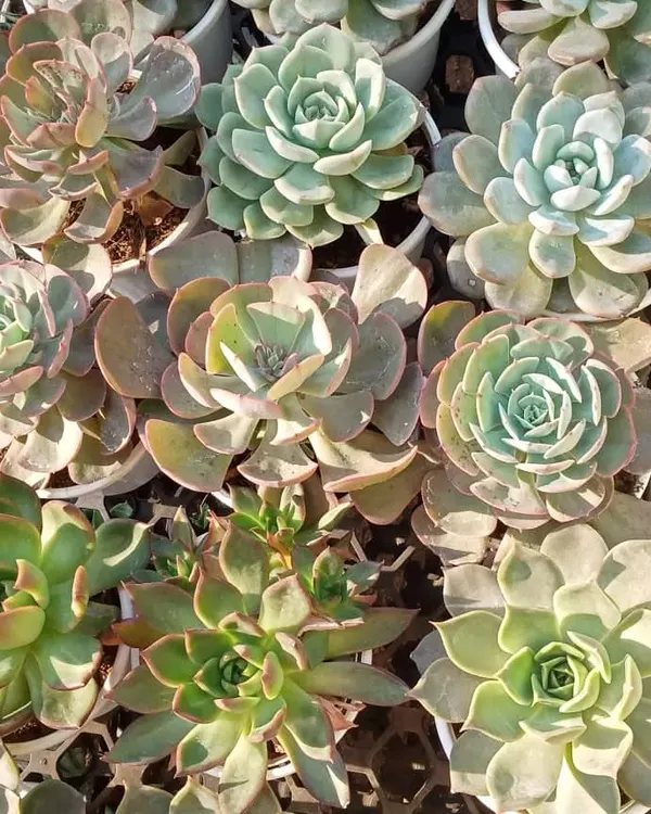 An overhead view of my diverse succulent collection, featuring Echeverias with different colours and rosette shapes. These are perfect for creating your own succulent arrangements or for a sunny desk.