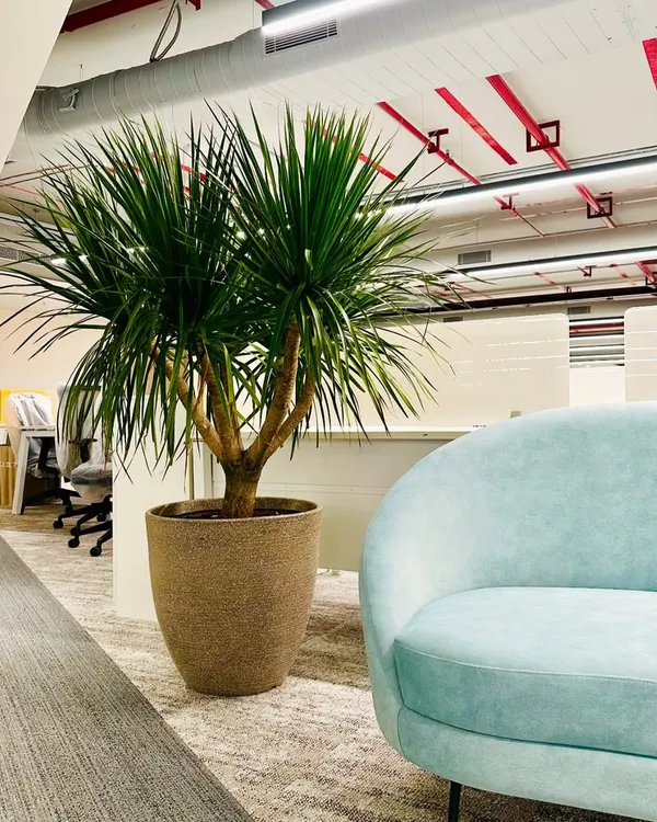 In this office breakout area, a large Dracaena plant in a textured pot adds a vibrant, natural element next to a modern, curved blue sofa. This simple addition brings life and color to the workspace.