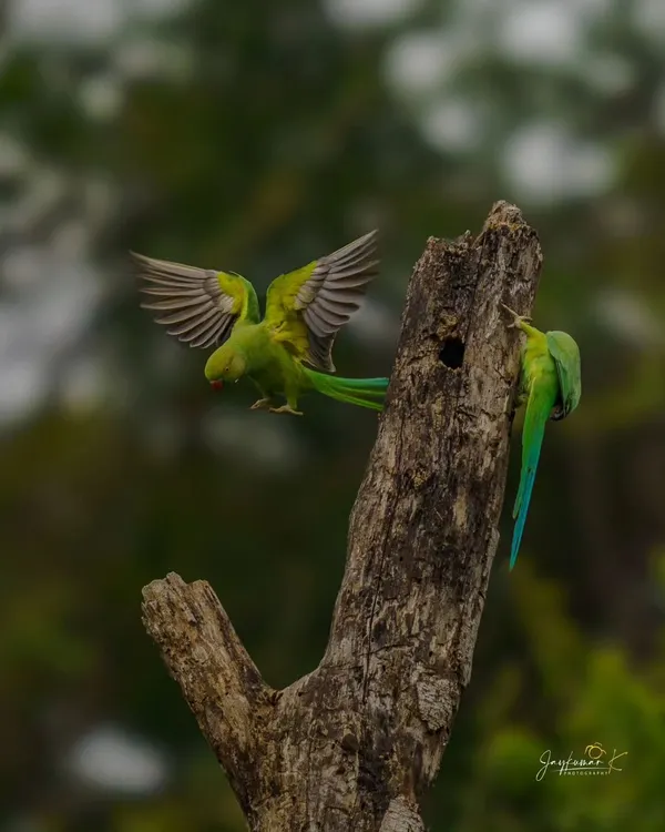 A Rose-ringed Parakeet comes in for a landing at its nest hole while its mate looks on. This shot captures a beautiful moment of avian interaction and nesting behavior.