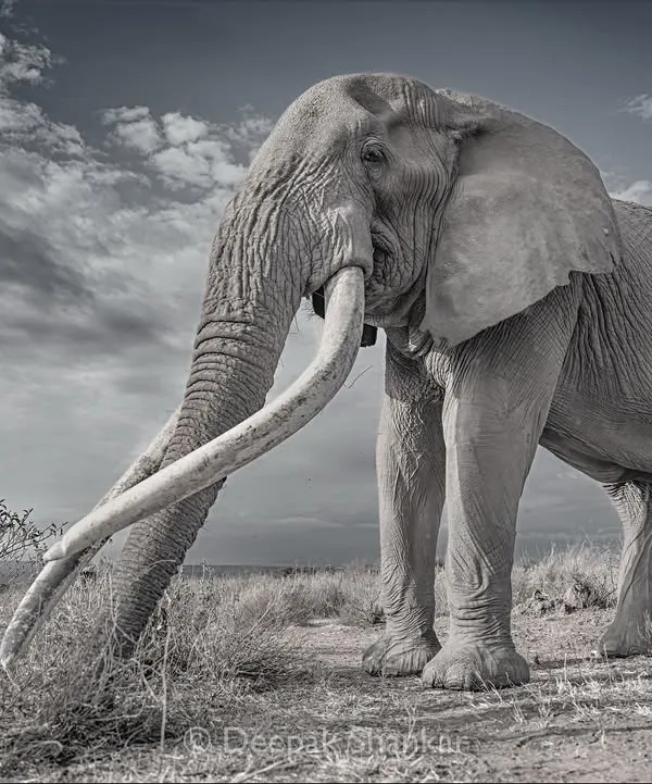 In monochrome, Craig the Almighty becomes a timeless icon. Without the distraction of color, you can focus on the incredible texture of his skin, the magnificent curve of his tusks, and the sheer power of his presence.