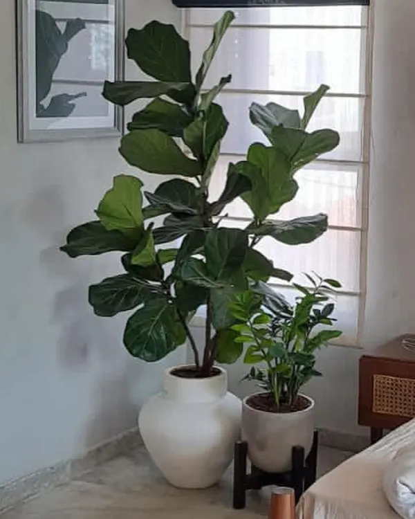 A perfect corner combination. The tall, sculptural Fiddle Leaf Fig pairs beautifully with a smaller, hardy ZZ plant, creating layers of texture and height next to a window.