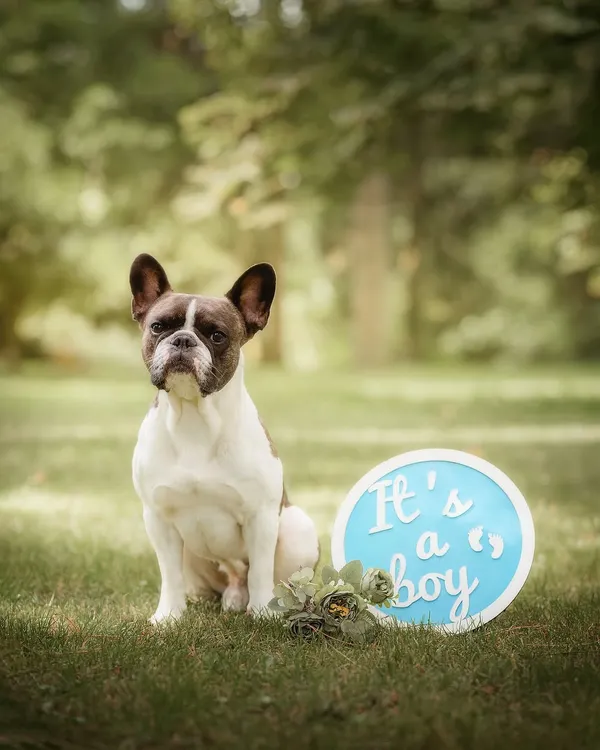This handsome French Bulldog is ready for his promotion to "big brother." I love using simple, cute props to create charming announcement photos in a natural outdoor setting.