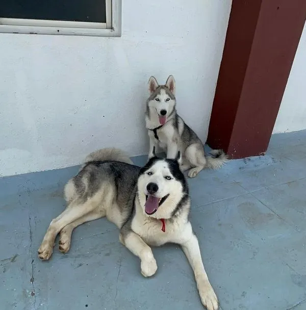Socialization is a big part of the fun. Here are two beautiful Huskies, an adult and a puppy, getting to know each other on our walk.