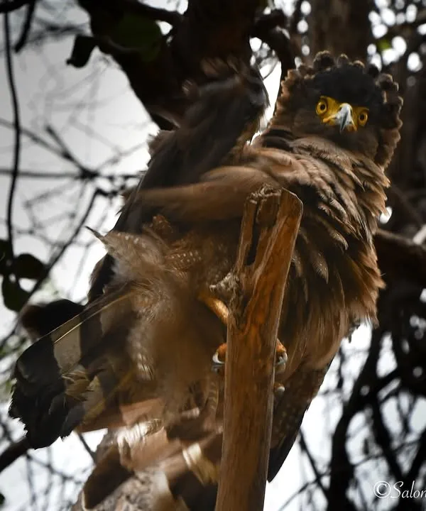 The intense stare of a Crested Serpent Eagle in Tadoba. Birds of prey have such a powerful presence and piercing gaze.