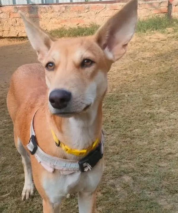 This is Julie, a beautiful and playful Indie dog with the most amazing ears. She is looking for a forever home where she can share her unconditional love and happy spirit.